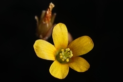 Oxalis corniculata