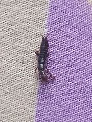 Embioptera