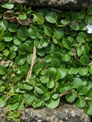 Evolvulus nummularius