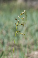 Anthoxanthum repens
