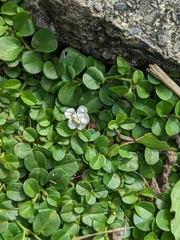 Evolvulus nummularius