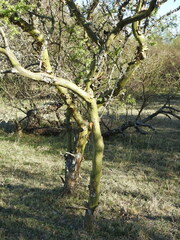 Geoffroea decorticans