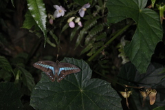 Graphium sarpedon connectens
