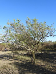 Geoffroea decorticans