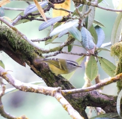 Phylloscopus maculipennis