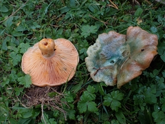 Lactarius semisanguifluus