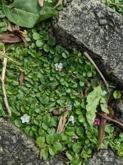 Evolvulus nummularius