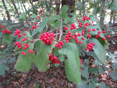 Viburnum dilatatum
