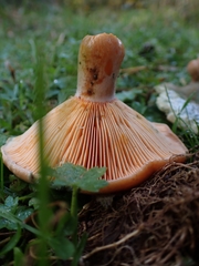 Lactarius semisanguifluus
