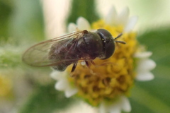 Paragus