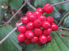 Viburnum dilatatum