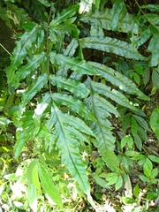 Tectaria phaeocaulis