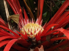 Bromelia