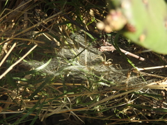 Aglaoctenus lagotis