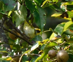 Abroscopus schisticeps