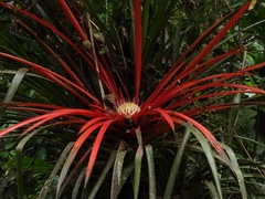 Bromelia