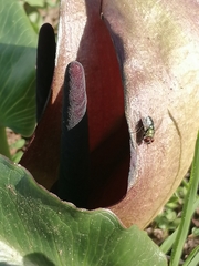 Arum pictum