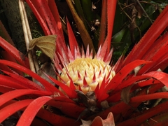 Bromelia