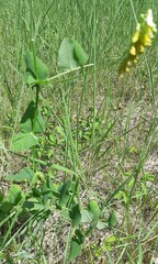 Vicia pisiformis