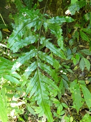 Tectaria phaeocaulis