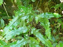 Tectaria phaeocaulis