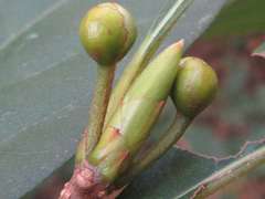 Lindera erythrocarpa