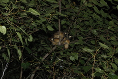 Bambusicola sonorivox