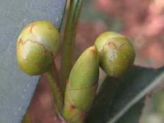 Lindera erythrocarpa