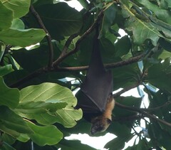 Pteropus seychellensis comorensis