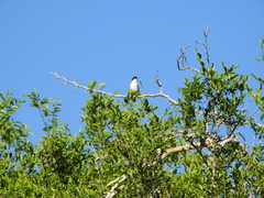 Microspingus melanoleucus
