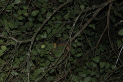 Bambusicola sonorivox