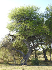 Prosopis alba
