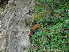 Dendrocopos hyperythrus