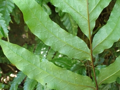 Tectaria phaeocaulis