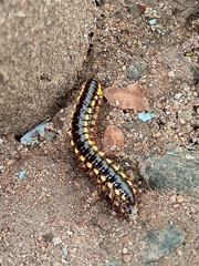 Asiomorpha coarctata