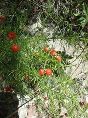 Asparagus verticillatus