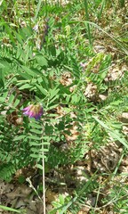 Vicia cassubica
