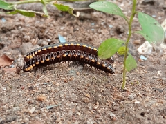Asiomorpha coarctata