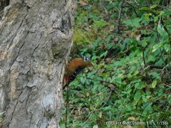 Dendrocopos hyperythrus