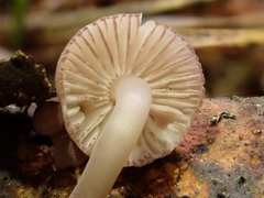 Mycena rubromarginata