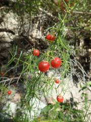 Asparagus verticillatus