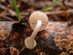 Mycena rubromarginata
