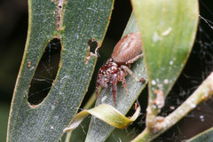 Opisthoncus quadratarius