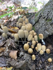 Coprinellus