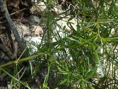 Asparagus verticillatus