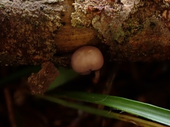 Mycena rubromarginata