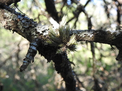 Tillandsia tricholepis