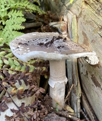 Amanita excelsa