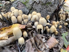 Coprinellus