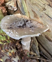 Amanita excelsa
